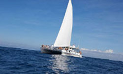 アリストキャットクルーズ