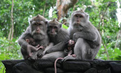 モンケイフォーレスト